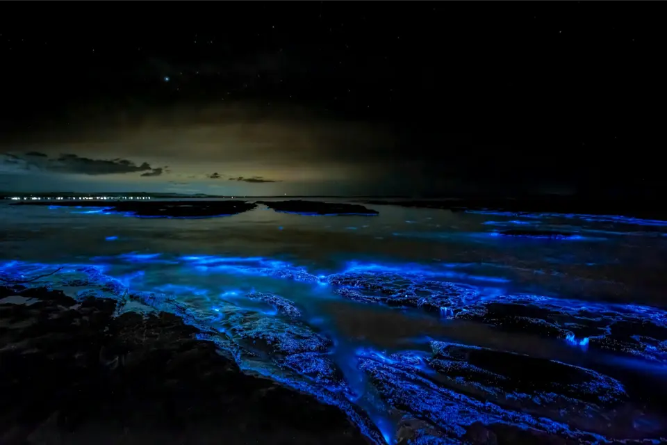bioluminesensi adalah