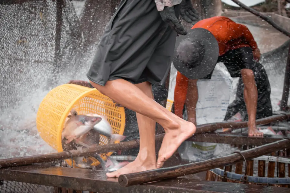 budidaya ikan patin cepat besar