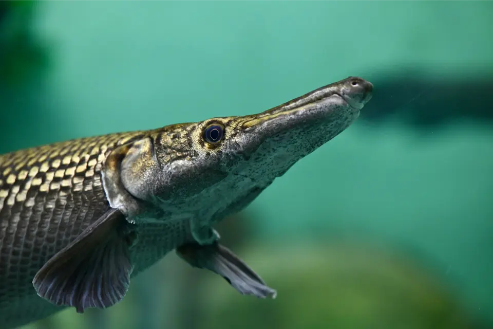 ciri ikan aligator