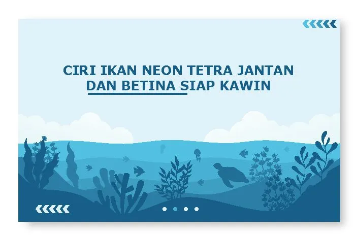 Ciri ikan neon tetra jantan dan betina