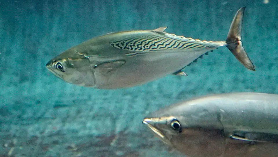 ciri ikan tongkol
