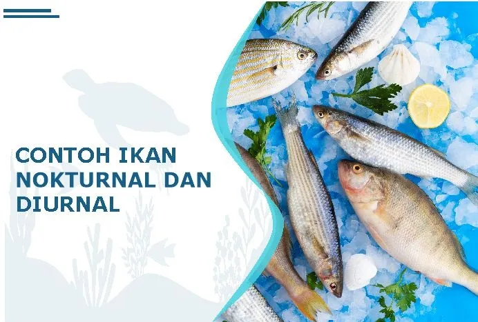 contoh ikan nokturnal diurnal