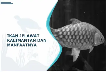 ikan jelawat kalimantan