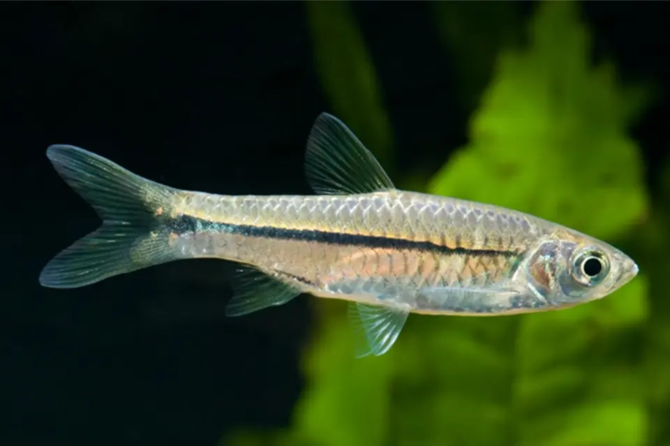 ikan seluang sungai