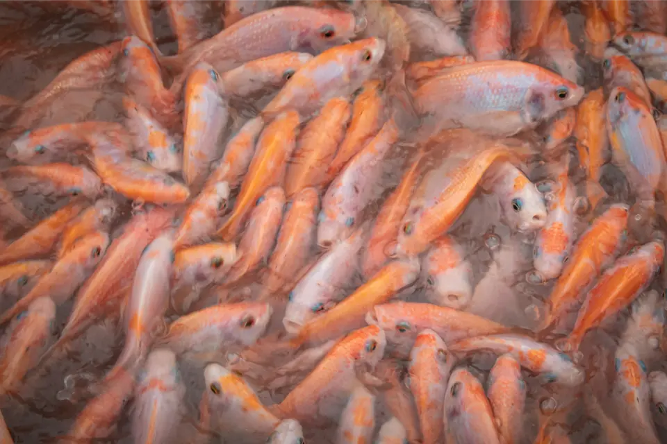 indera penciuman ikan