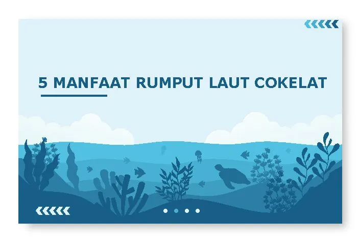 manfaat rumput laut cokelat