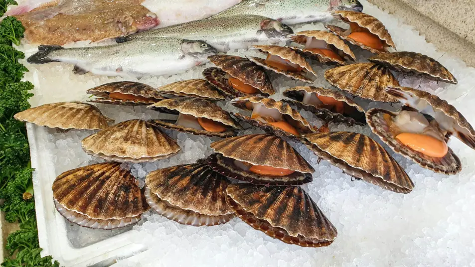 kerang simping sama dengan scallop