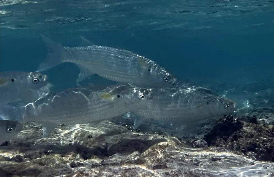 ikan belanak