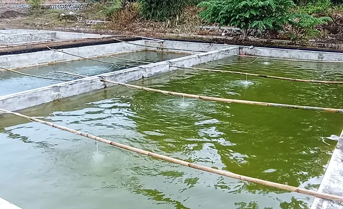 kolam pendederan ikan nila
