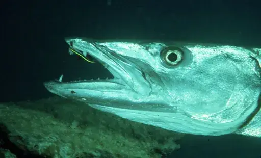 Barakuda Jenis Ikan Karnivora di Laut