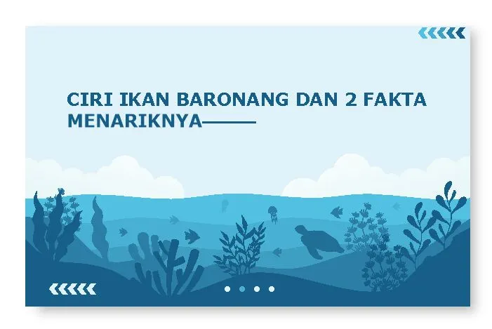 ciri ikan baronang