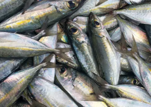 ikan kembung segar sebagai bahan baku ikan peda