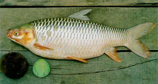 Jelawat Jenis Ikan Herbivora Air Tawar