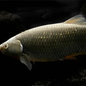 Pemijahan Ikan Mas: Proses dan Ciri Indukan
