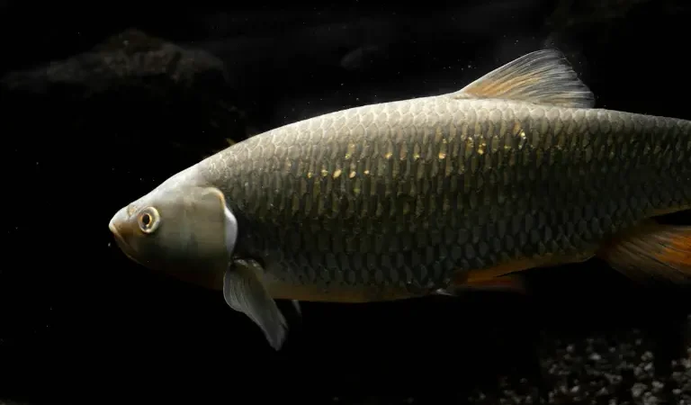Pemijahan Ikan Mas: Proses dan Ciri Indukan