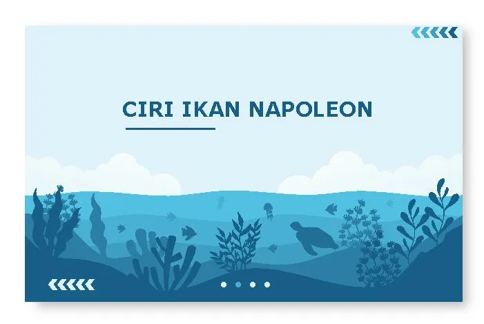 ciri ikan napoleon