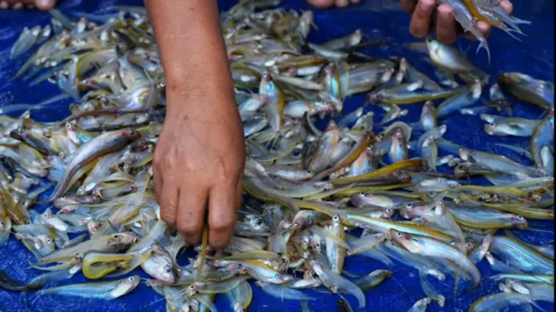 Ikan Lais Sungai Kalimantan