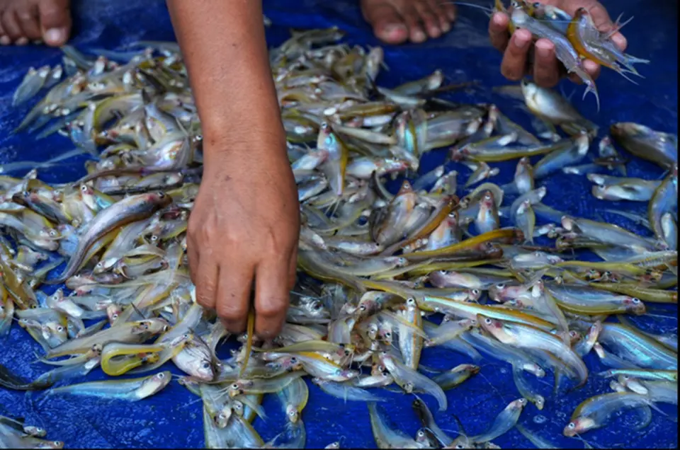 Ikan Lais Sungai Kalimantan