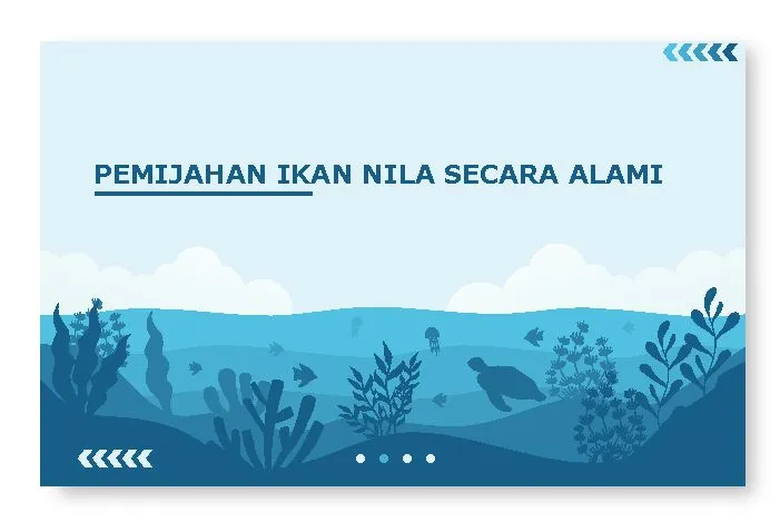 pemijahan ikan nila secara alami