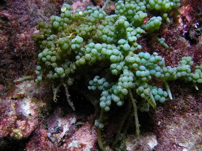 Rumput Laut Hijau Caulerpa racemosa