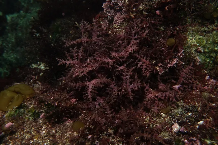 rumput laut merah eucheuma serra