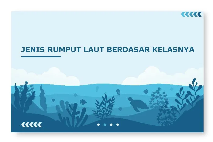 jenis rumput laut berdasar kelas