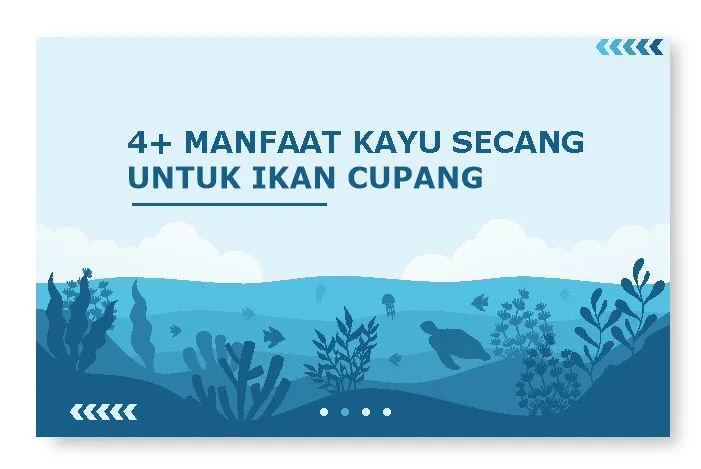 manfaat kayu secang untuk ikan cupang