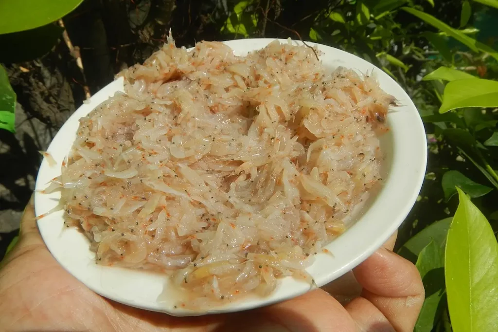 jenis udang terasi