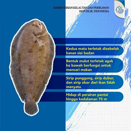 habitat dan manfaat proetin ikan lidah