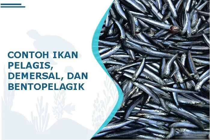 contoh ikan pelagis