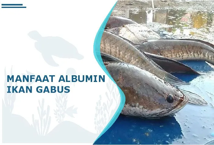 manfaat albumin ikan gabus
