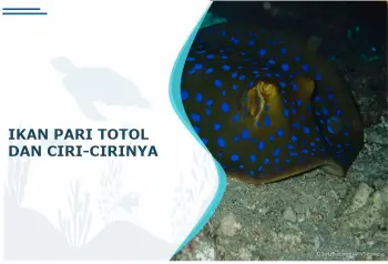 ciri ikan pari totol