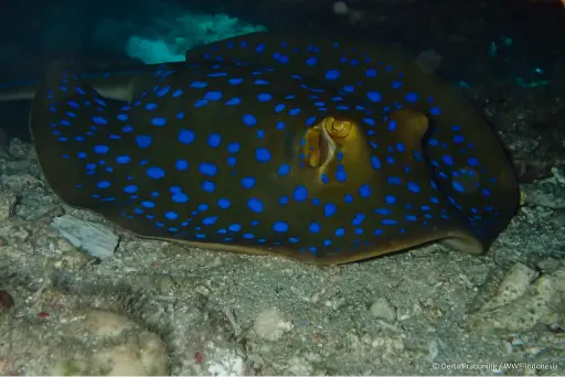 ikan pari totol biru