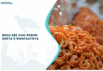 beda udang ebi dan rebon