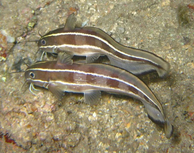 foto ikan sembilang laut