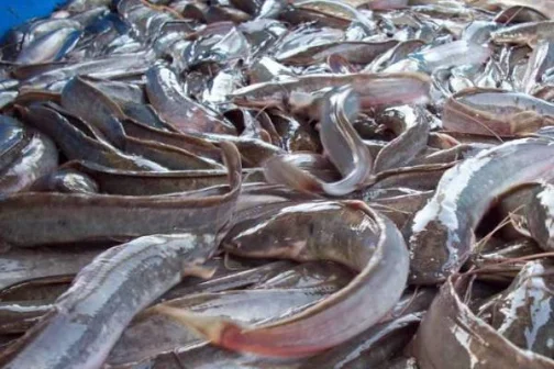 ikan lele dan bedanya dengan ikan sembilang laut
