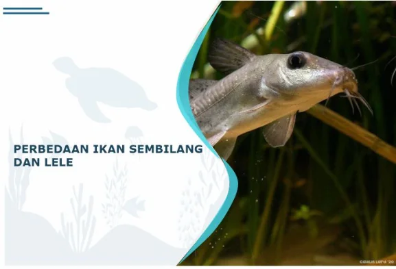 perbedaan ikan sembilang dan ikan lele