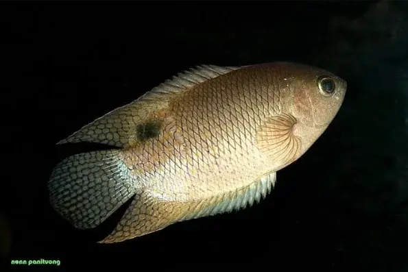 Belontia hasseltii atau ikan kapar