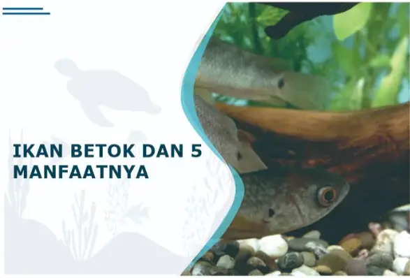 manfaat ikan betok