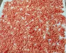 Kerupuk Kering Ikan Haruan Sukamara
