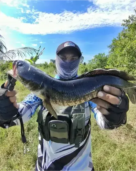 mancing ikan haruan di sukamara