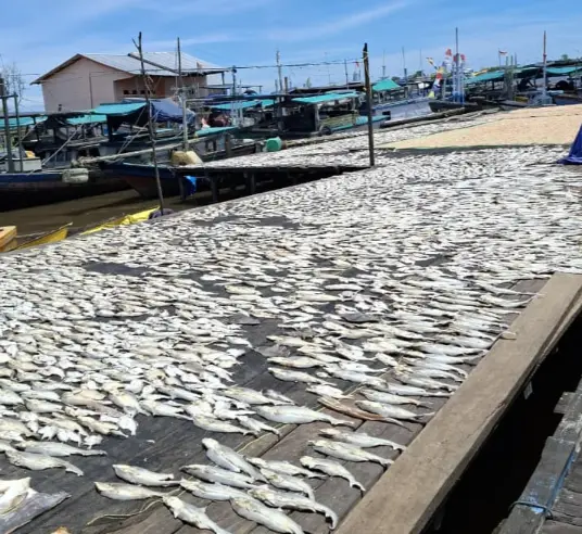 nasib pengepul dan pengolah ikan