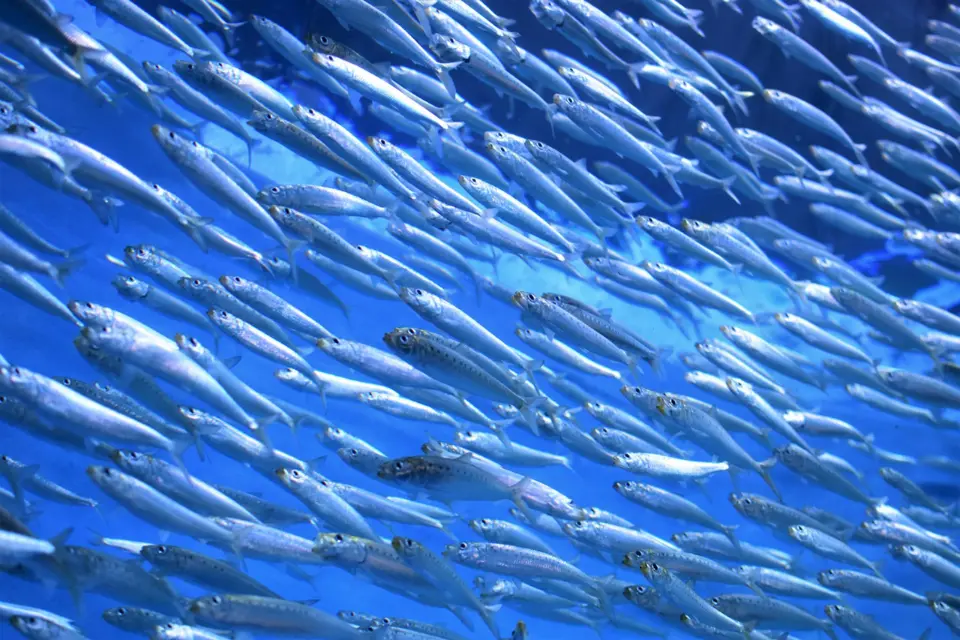 contoh ikan migrasi