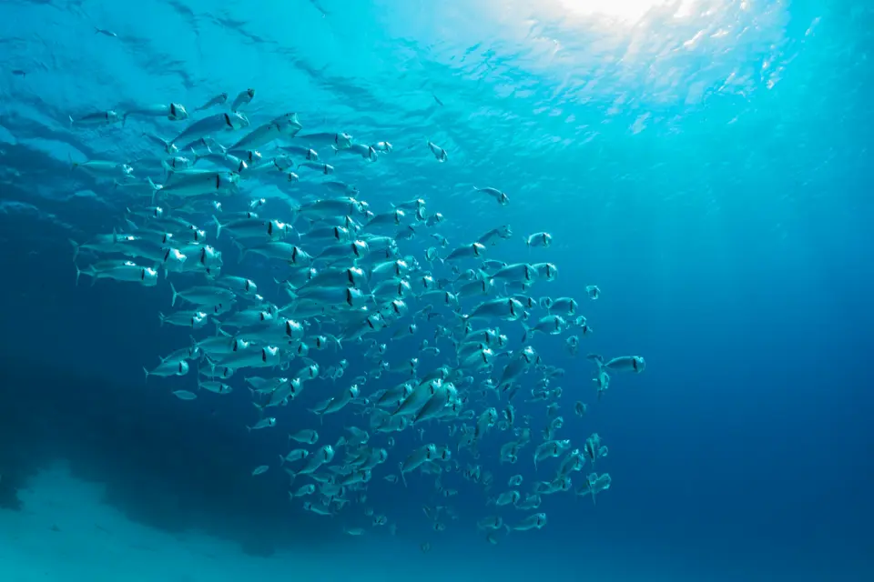 faktor ikan bermigrasi