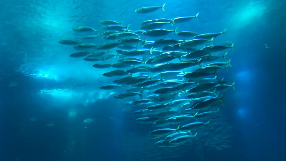 mempersiapkan rencana penangkapan ikan pelagis