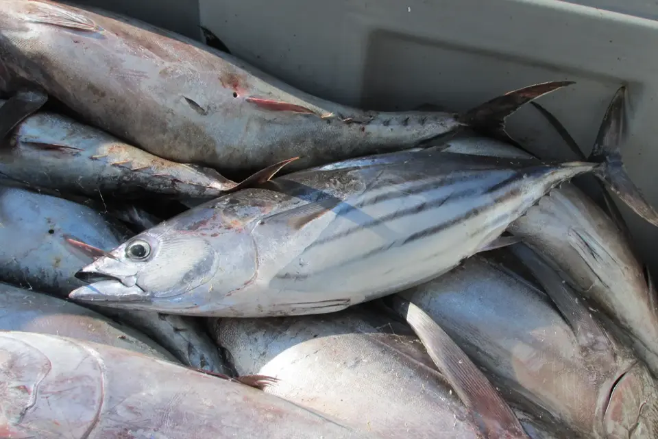 migrasi ikan tuna