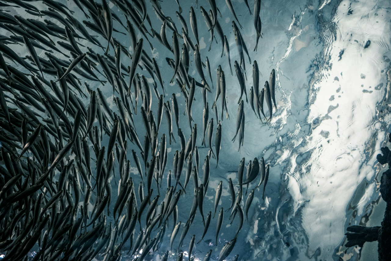 Kondisi Klorofil dan Suhu Mempengaruhi Migrasi Ikan Pelagis